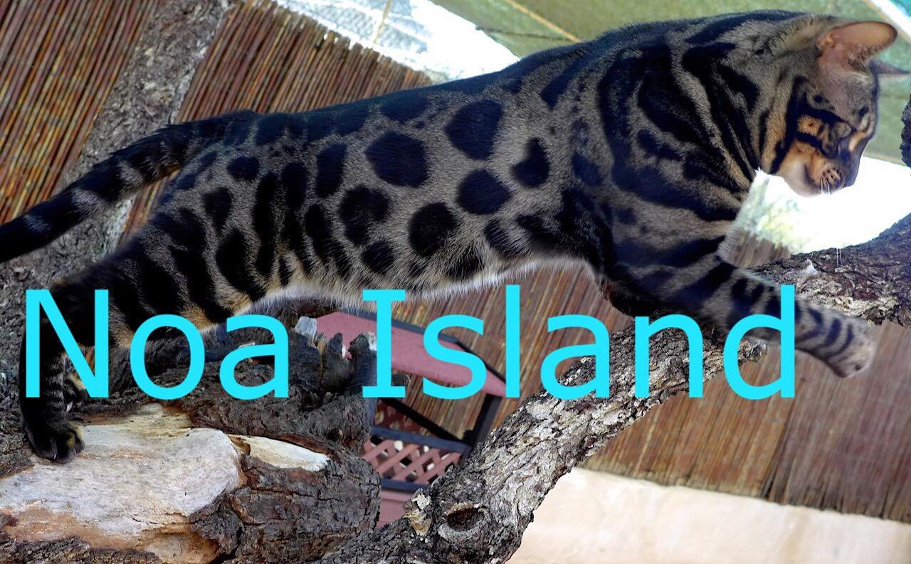 Video  Bengal Katze Prince-Titan Nr: 1, Kitten, Noa Island Zucht