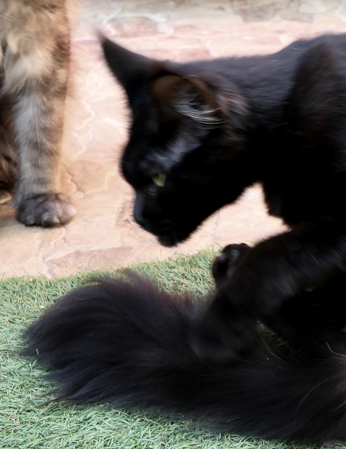 Video  Bengal Katze BLACK SWAN  Nr: 116, Kitten, Noa Island Zucht