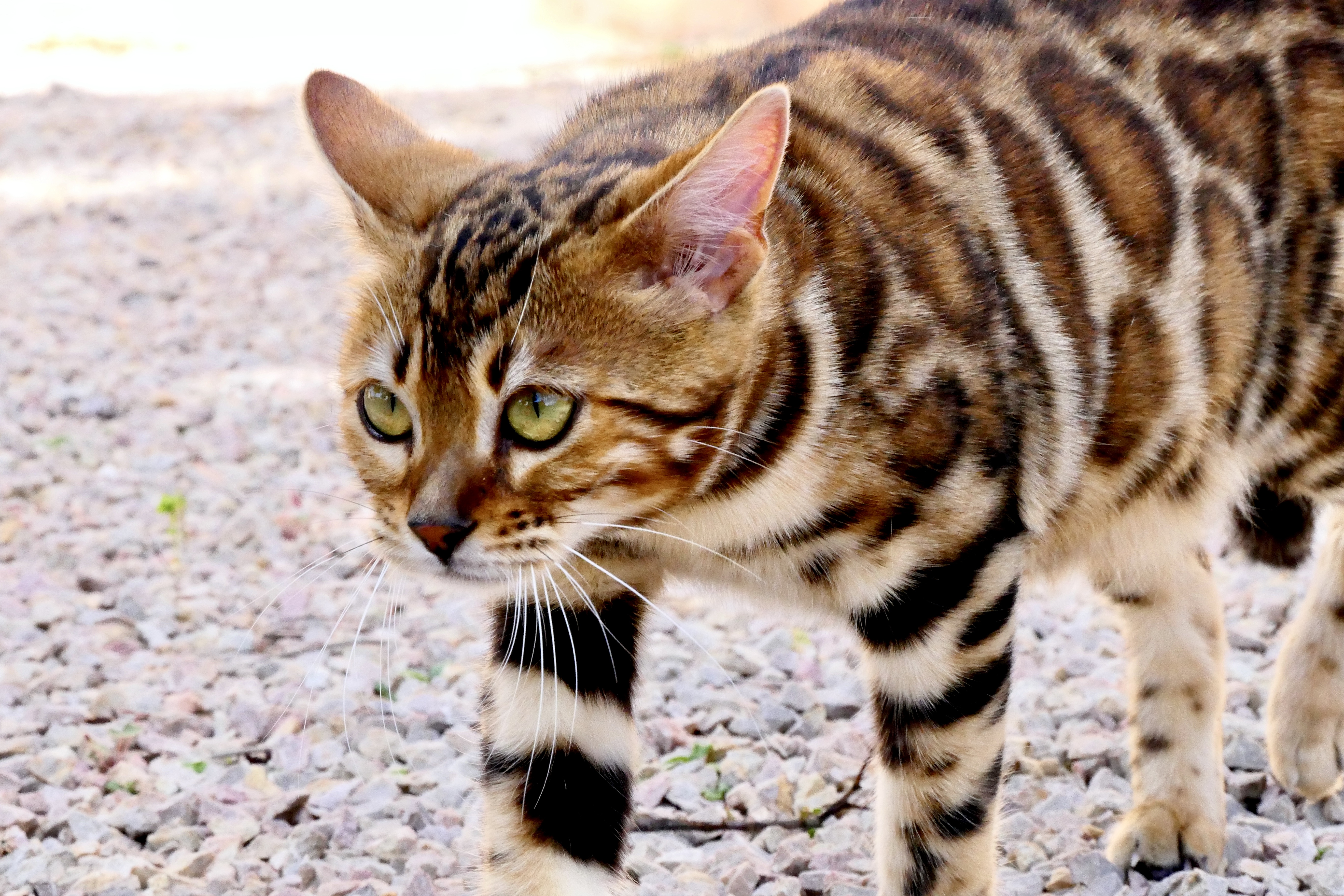Video  Bengal Katze MAJOURE Nr: 129, Kitten, Noa Island Zucht