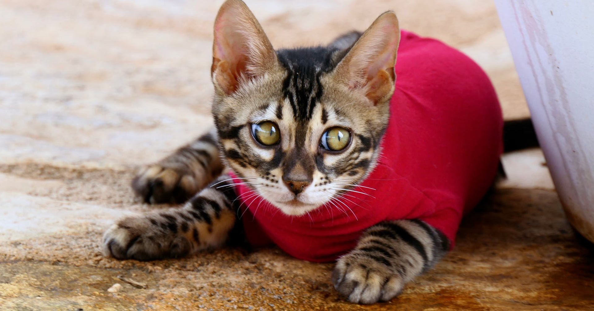 Video  Bengal Katze ELDORADO - OUR CATTERY CAT Nr: 173, Kitten, Noa Island Zucht