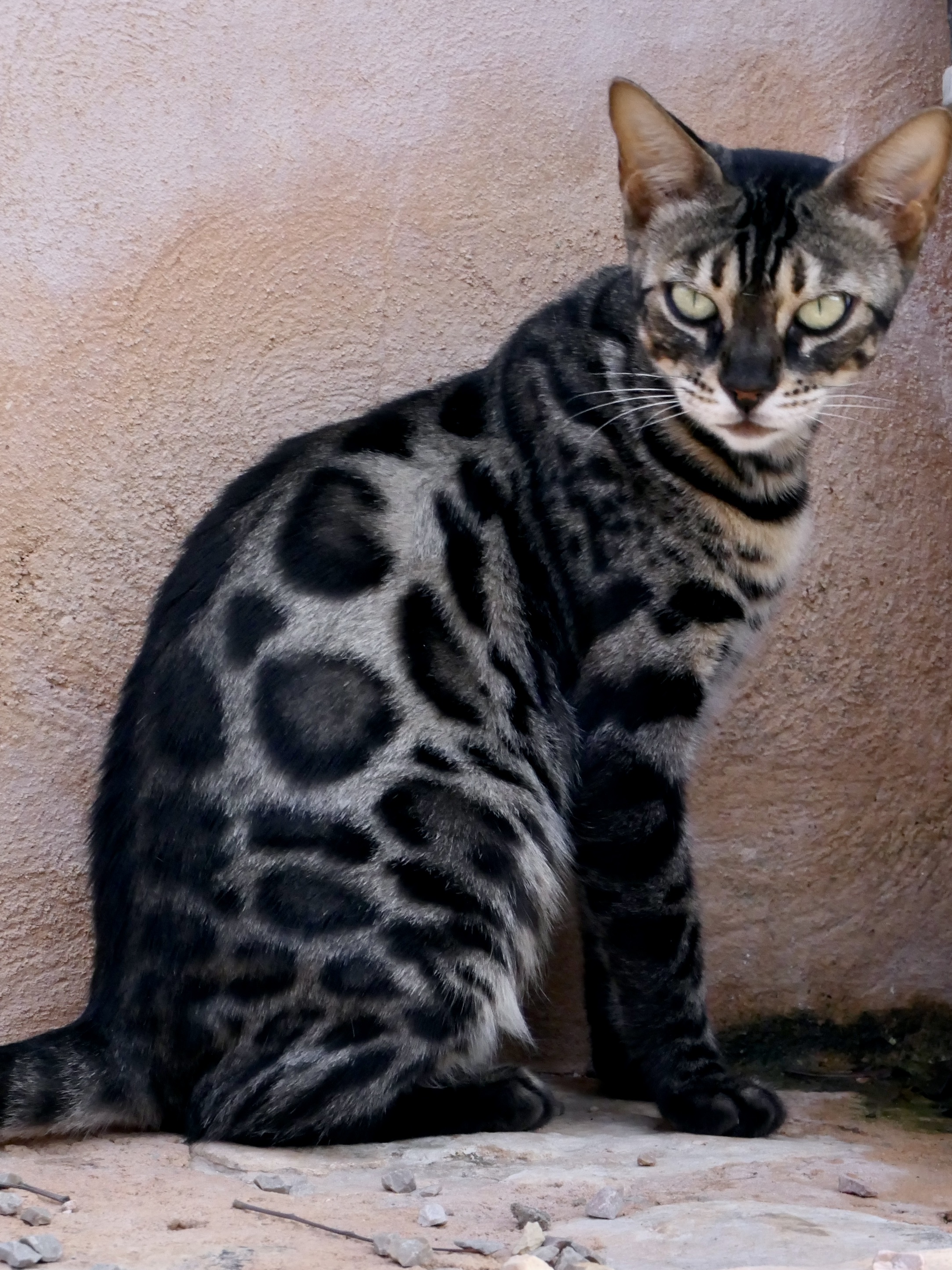 Video  Bengal Katze JAZZ Nr: 18, Kitten, Noa Island Zucht