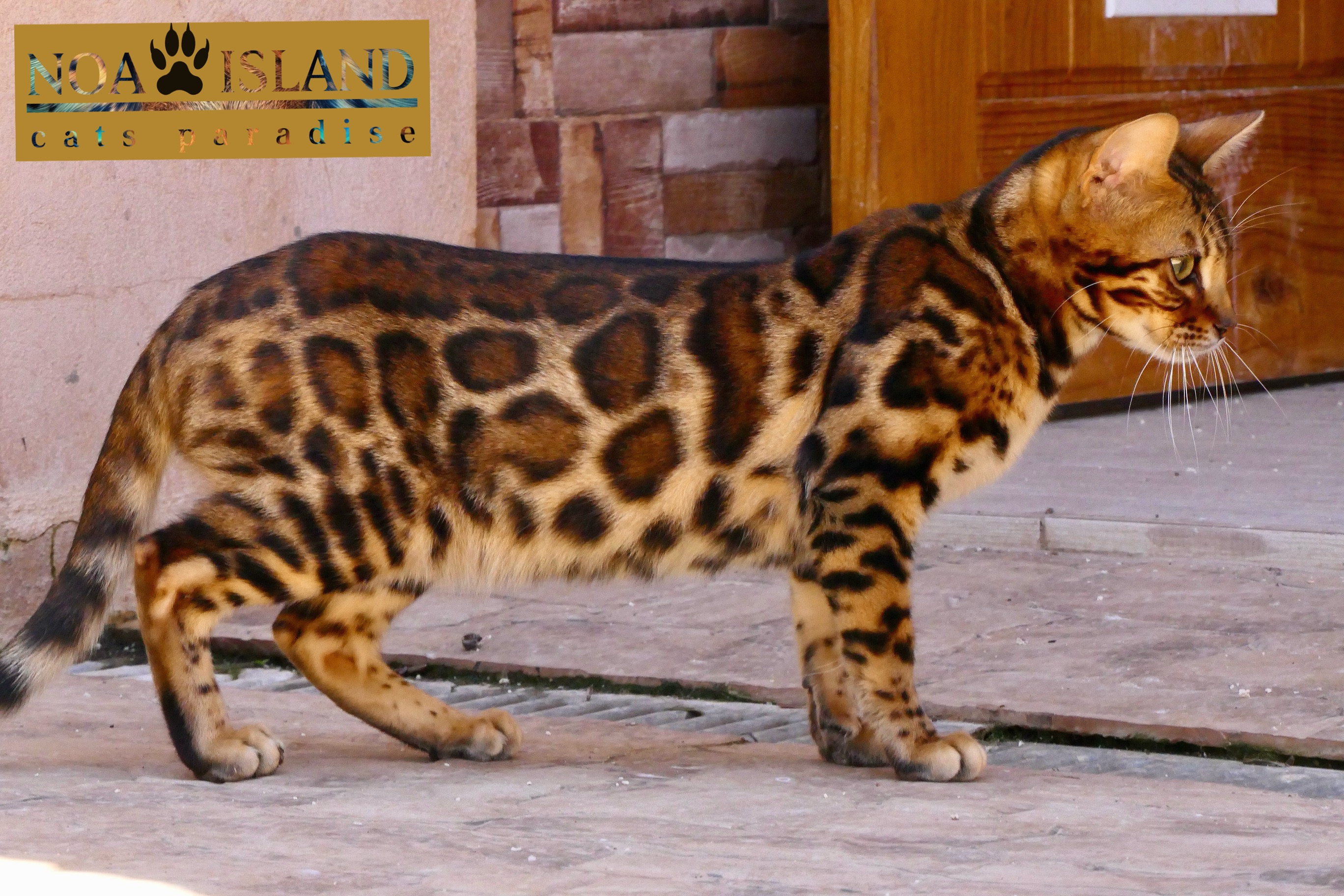 Video  Bengal Katze ALADIN Nr: 244, Kitten, Noa Island Zucht