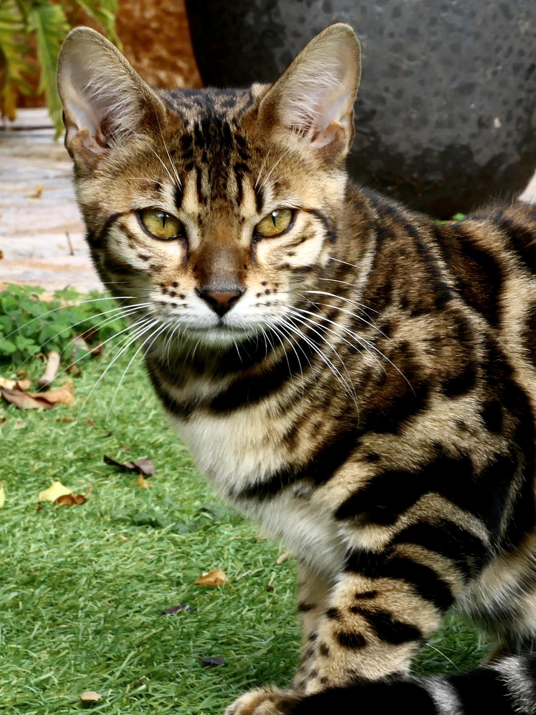 Video  Bengal Katze SUNDARI Nr: 263, Kitten, Noa Island Zucht