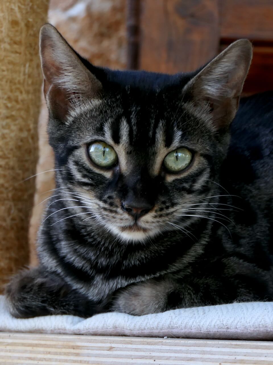 Video  Bengal Katze Midnight Nr: 322, Kitten, Noa Island Zucht