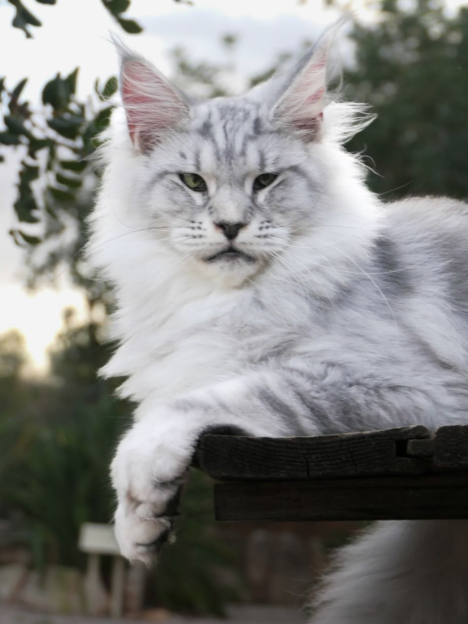 Video  Bengal Katze POLINA Nr: 328, Kitten, Noa Island Zucht