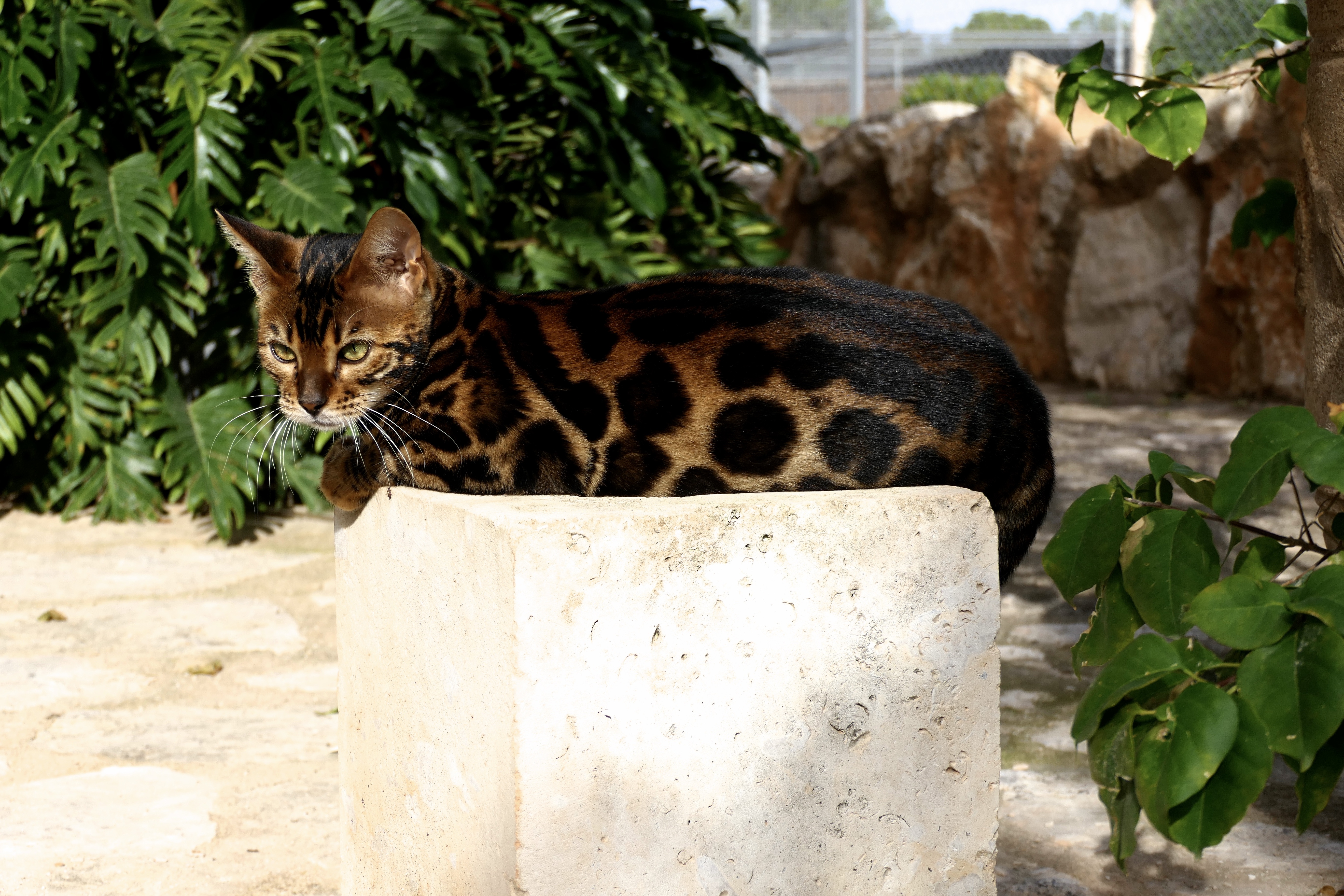 Video  Bengal Katze MARVEL Nr: 77, Kitten, Noa Island Zucht