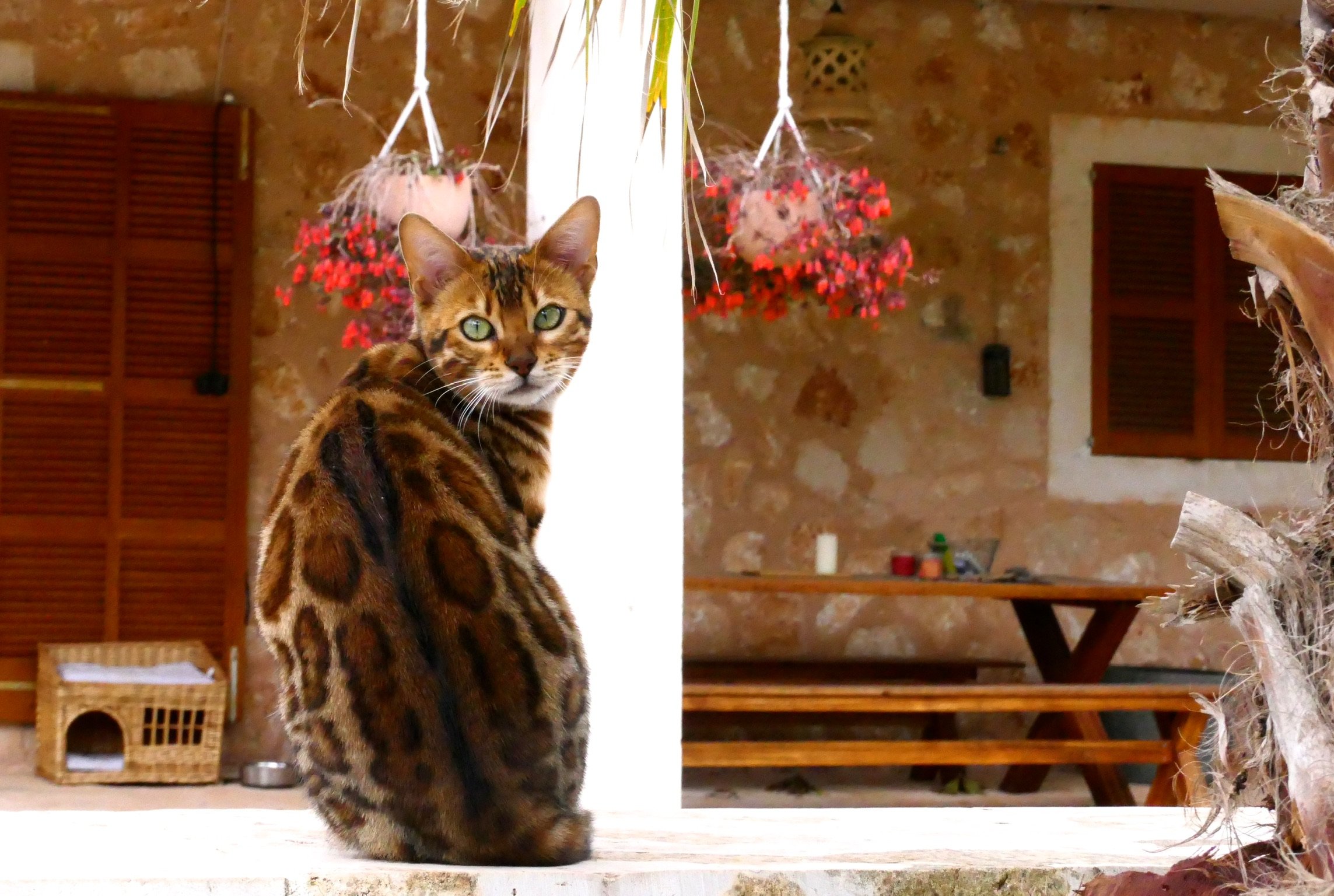 Video  Bengal Katze Peaches Nr: 8, Kitten, Noa Island Zucht